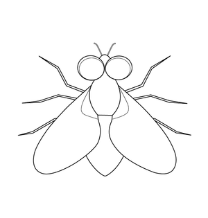 Fly Coloring page – fun and educational printable for children