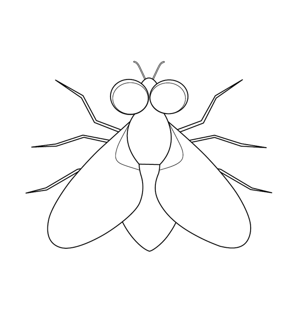 Fly Coloring page – fun and educational printable for children