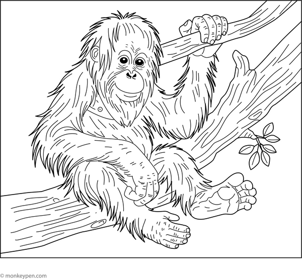 Sumatran Orangutan Coloring Page  – fun and educational printable for children