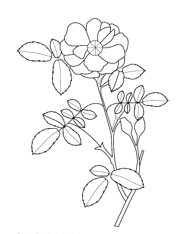 Flower Coloring Page
