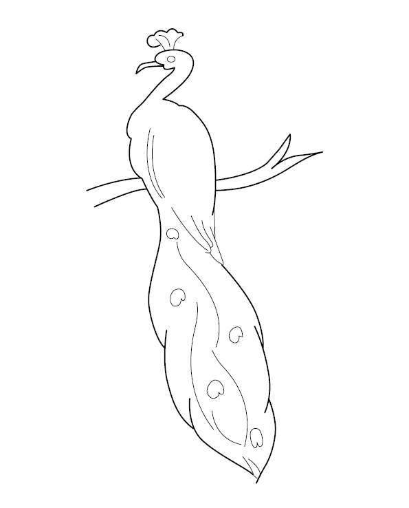 Peacock Coloring Image