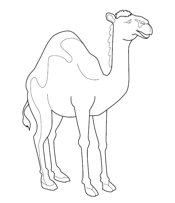 Camel Coloring Image for Kids