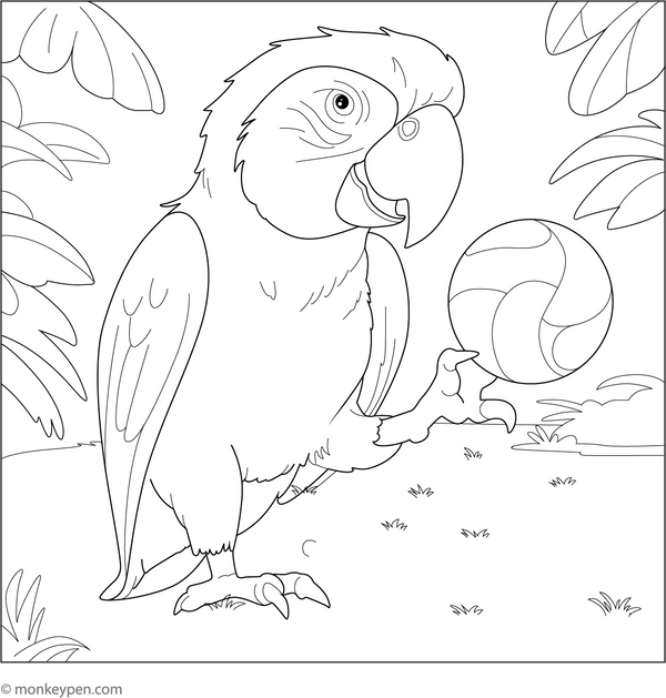 Printable Macaw Coloring Book