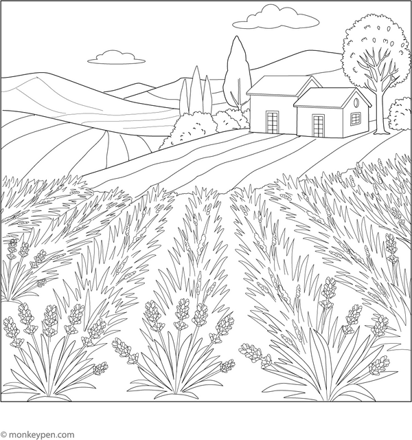 Provence Lavender Fields Coloring Page – fun and educational printable for children