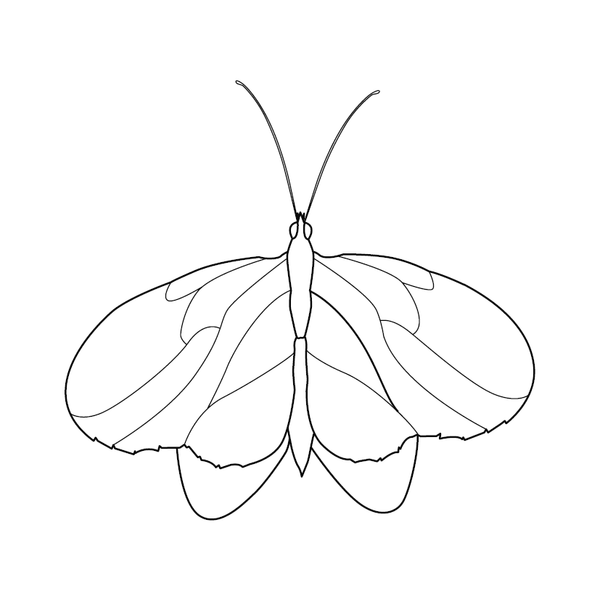 Butterfly coloring page – fun and educational printable for children
