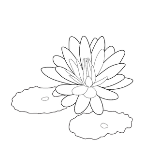 Lotus Coloring Image