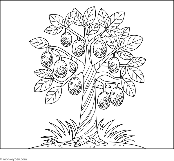 Jackfruit Tree Coloring Page