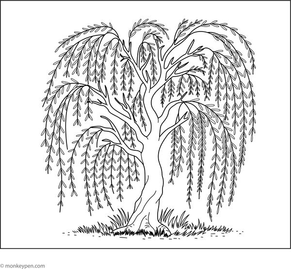 Willow Tree Coloring Page