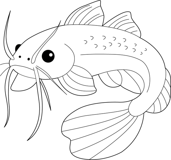 Catfish coloring page – fun and educational printable for children