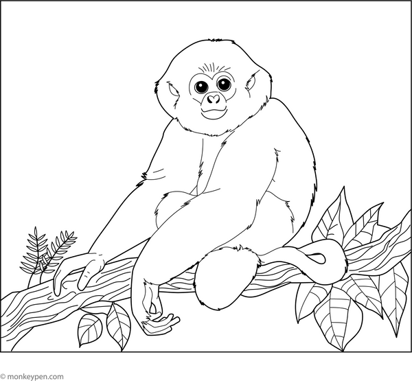 Hainan Gibbon Coloring Page – fun and educational printable for children