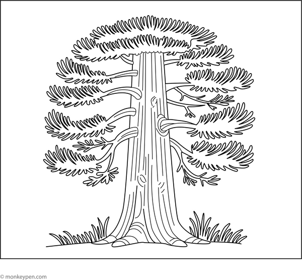 Downloadable Tree Coloring Book