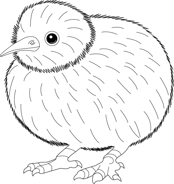 Kiwi Bird coloring page – fun and educational printable for children