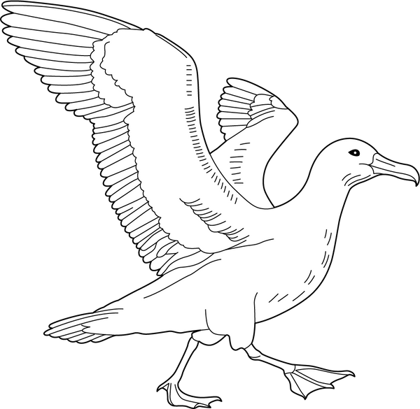 Albatross coloring page – fun and educational printable for children
