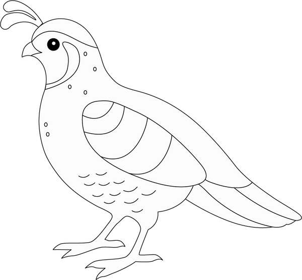 Quail coloring page – fun and educational printable for children