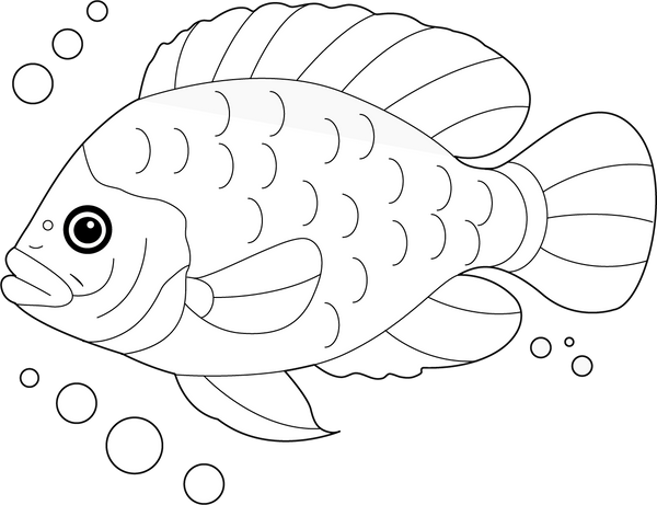Tilapia coloring page – fun and educational printable for children