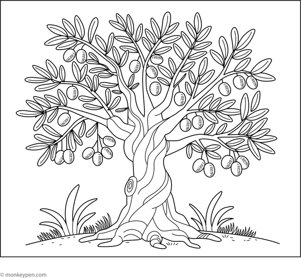 Olive Tree Coloring Page