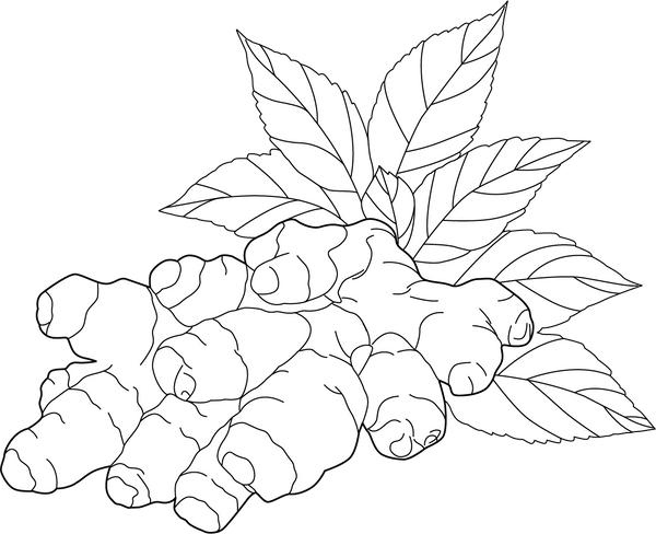 Ginger coloring page – fun and educational printable for children