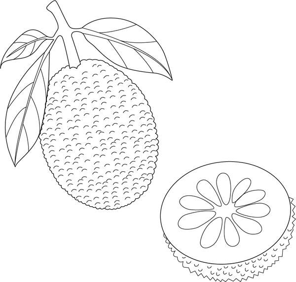 Jackfruit coloring page – fun and educational printable for children