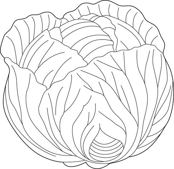 Cabbage coloring page – fun and educational printable for children
