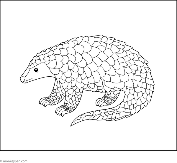 Indian Pangolin Coloring Page – fun and educational printable for children