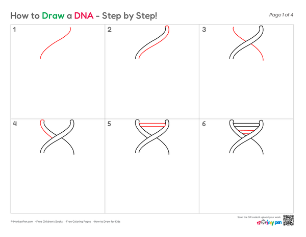 Beginner DNA drawing tutorial focusing on helix shape and strand details.