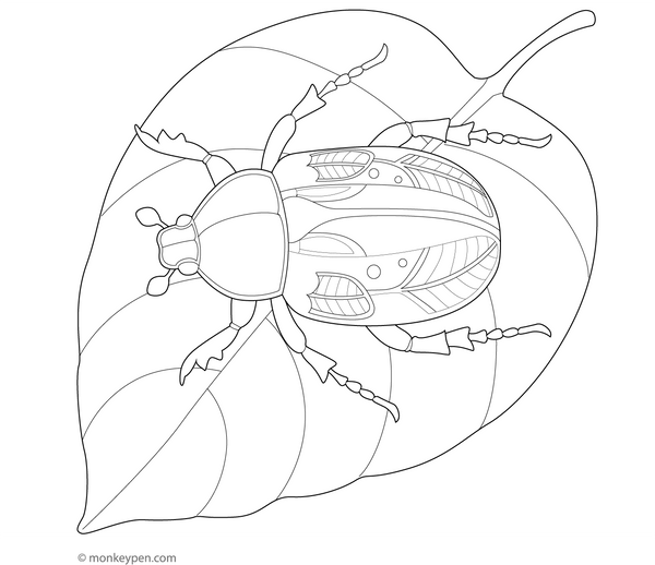 Free Beetle Coloring Book PDF