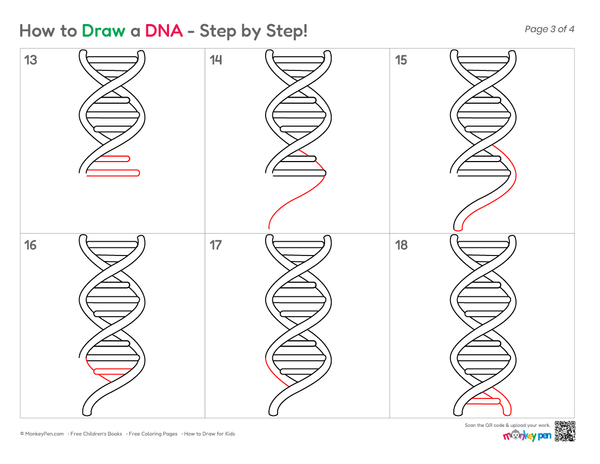 Detailed DNA line drawing created through simple sketching stages.
