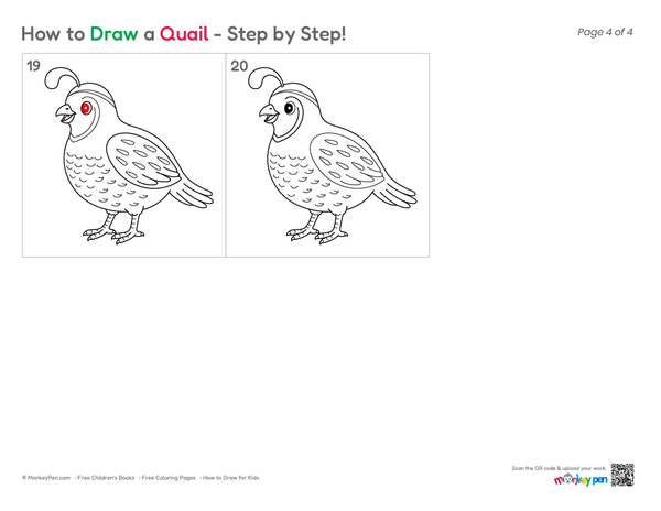 Simple Quail bird sketch for kids