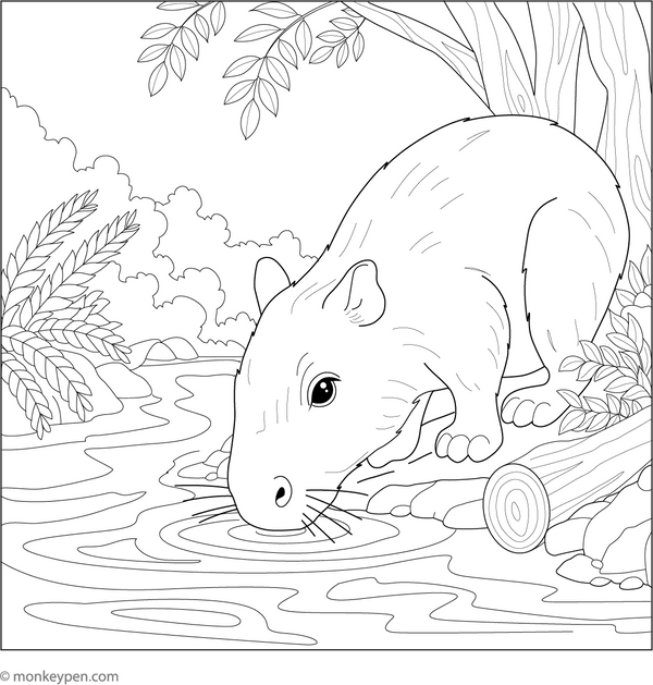 Capybara Drinking Water from the Stream coloring page – free printable for kids to color and enjoy