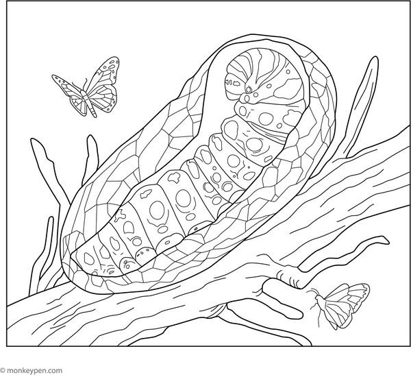Caterpillar in Cocoon coloring page – free printable for kids to color and enjoy