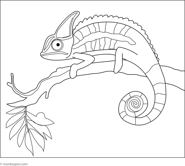 Chameleon in the Rainforest coloring page – free printable for kids to color and enjoy