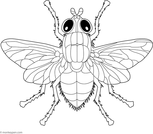 House Fly Coloring Page