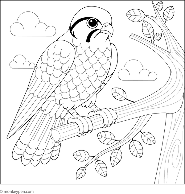 Falcon Coloring Book - Instant  PDF Download