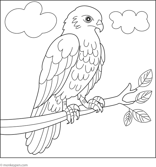 Hawk Coloring Book in PDF Format