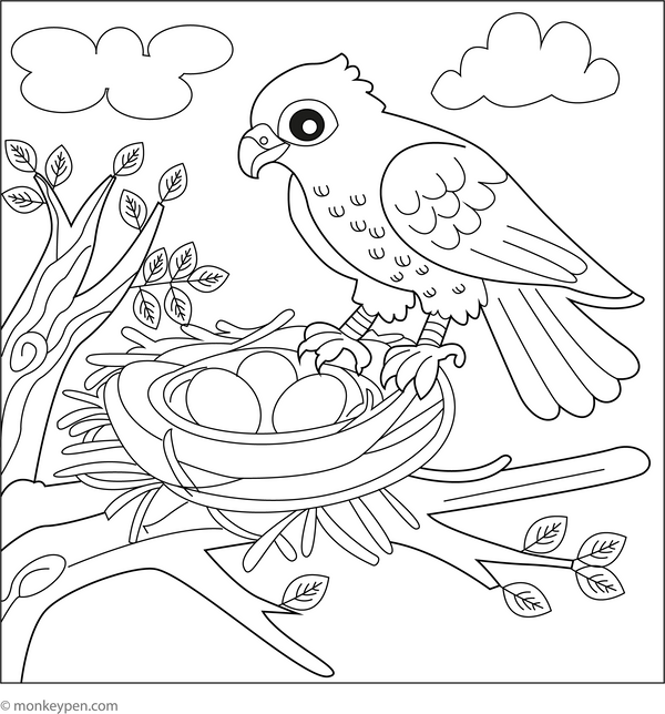 Hawk Coloring Book in PDF Format