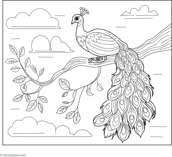 Peacock on a Tree Branch coloring page – free printable for kids to color and enjoy
