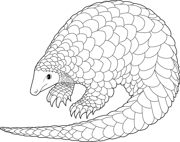 Pangolin coloring page – fun and educational printable for children