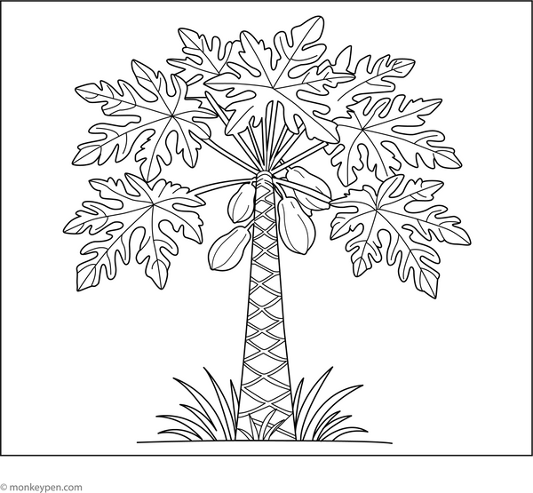 Papaya Tree Coloring Page