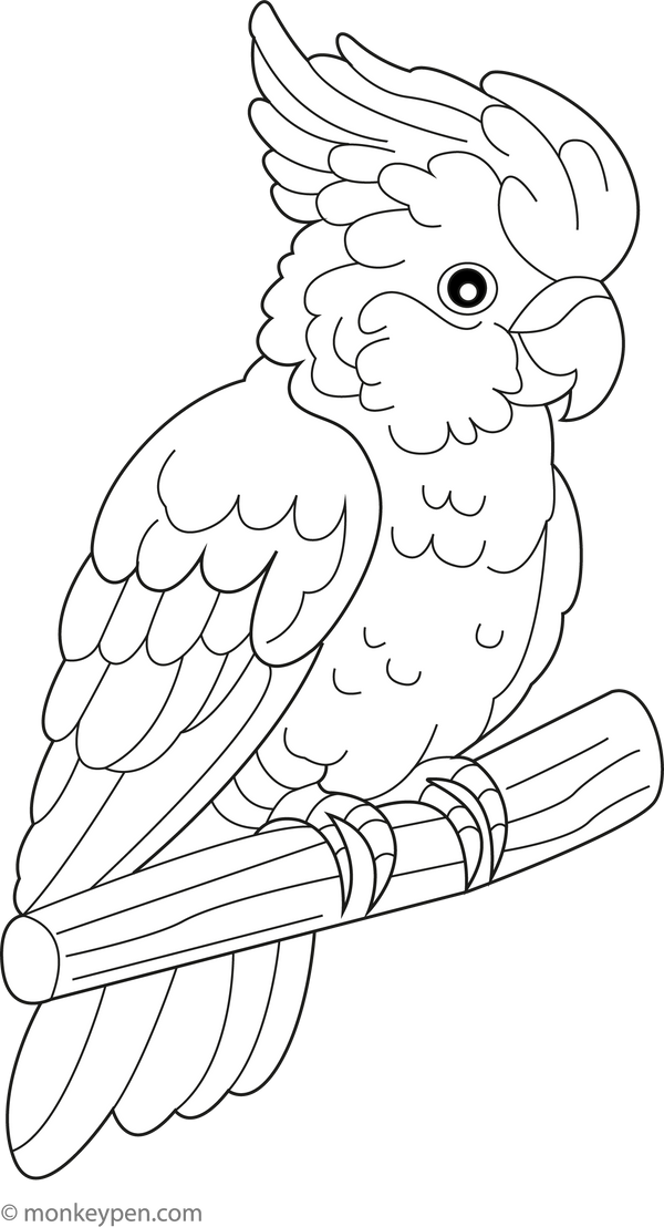 Cockatoos coloring page – free printable for kids to color and enjoy