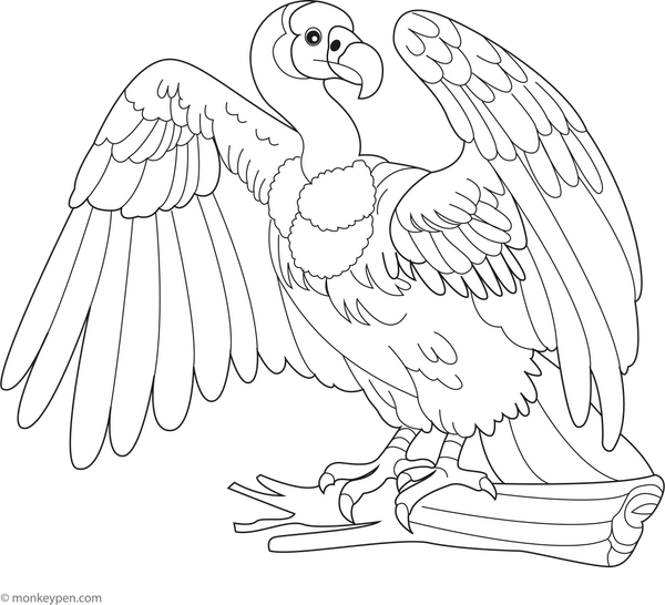 Condor Bird coloring page – free printable for kids to color and enjoy