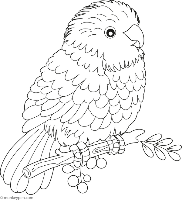 Kakapo coloring page – free printable for kids to color and enjoy