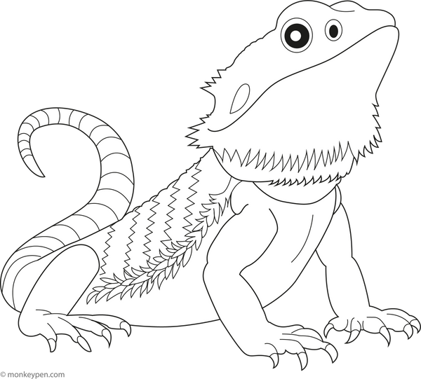 Bearded Dragon coloring page – free printable for kids to color and enjoy