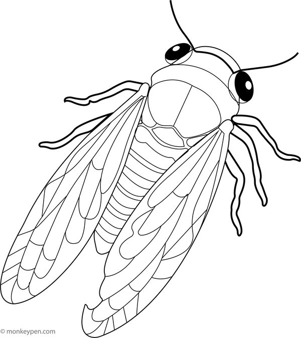 Cicada coloring page – free printable for kids to color and enjoy