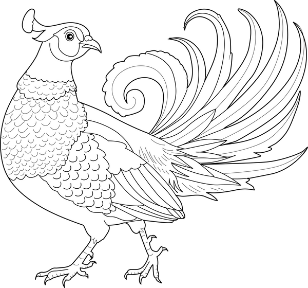 Pheasant Coloring Page – fun and educational printable for children
