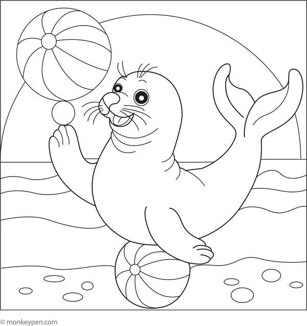 Seal Coloring Book