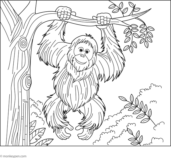 Bornean Orangutan colouring Page coloring page – free printable for kids to color and enjoy