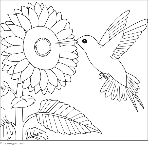 Sunflower Coloring Book
