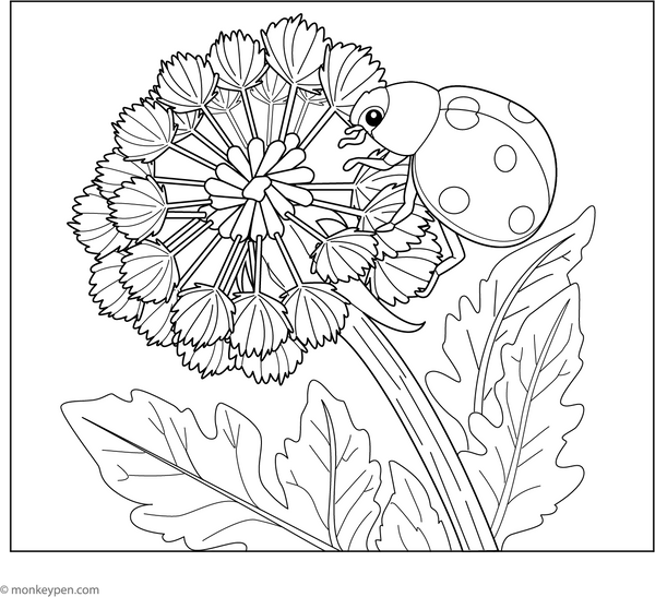 Ladybug on a Dandelion | Free Coloring Pages