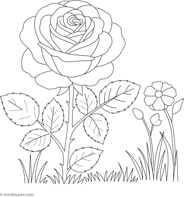 Blooming Rose in Garden Coloring Page