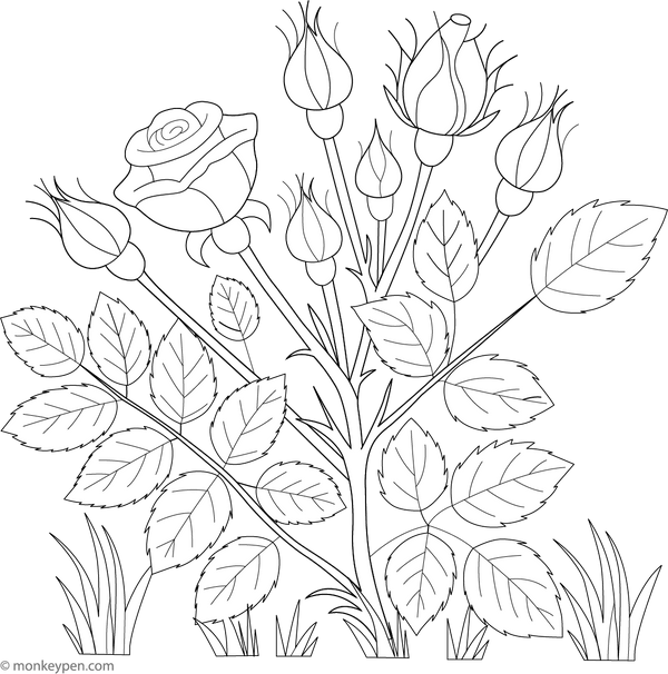 Rose Flower Buds Coloring Page